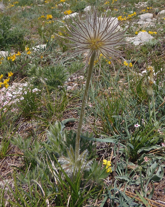 Изображение особи Pulsatilla taurica.