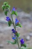 Echium vulgare