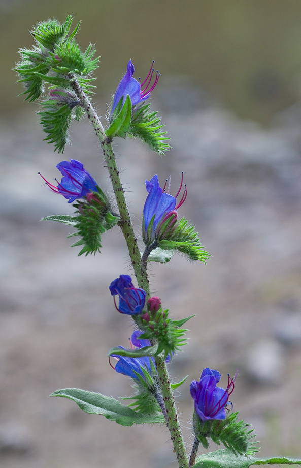 Изображение особи Echium vulgare.