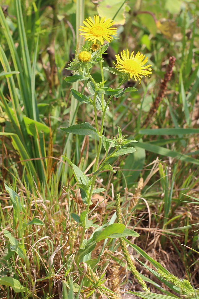 Изображение особи Inula britannica.