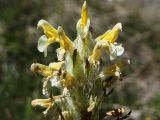Pedicularis condensata