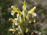 Pedicularis condensata