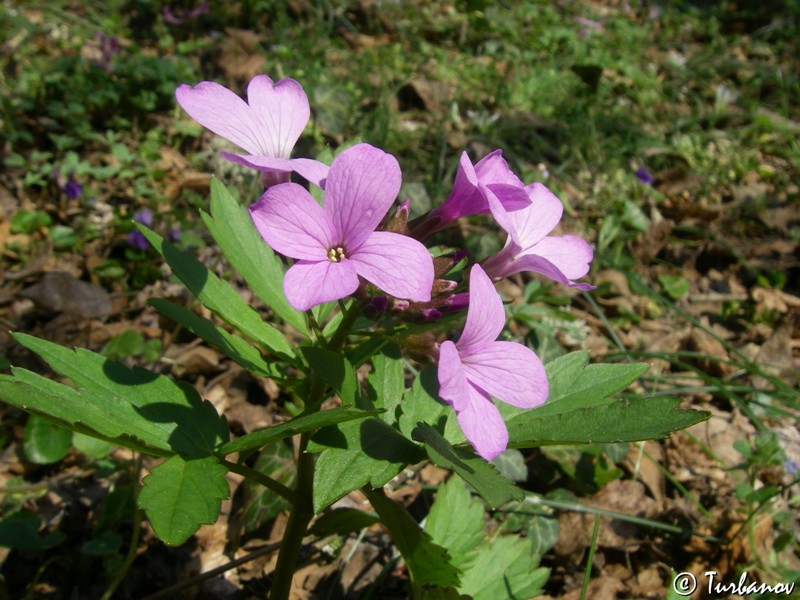 Изображение особи Cardamine quinquefolia.