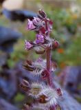 Perilla nankinensis