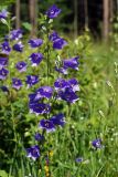 Campanula persicifolia