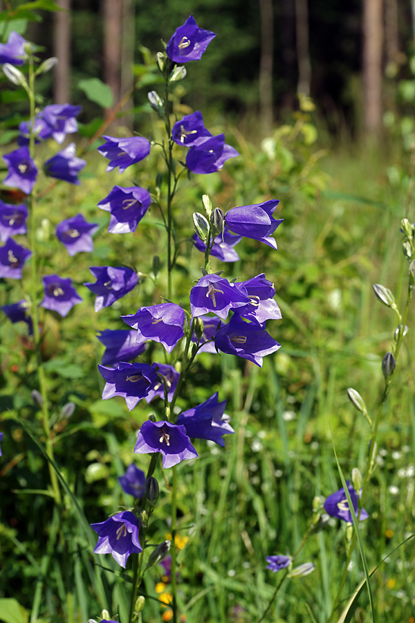 Изображение особи Campanula persicifolia.