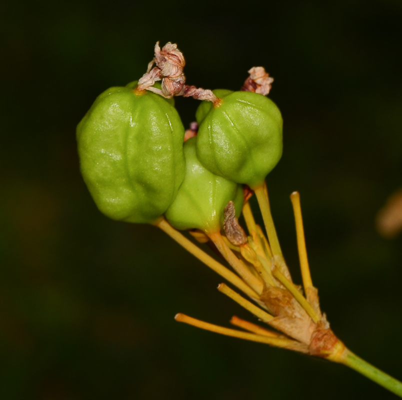 Изображение особи Belamcanda chinensis.