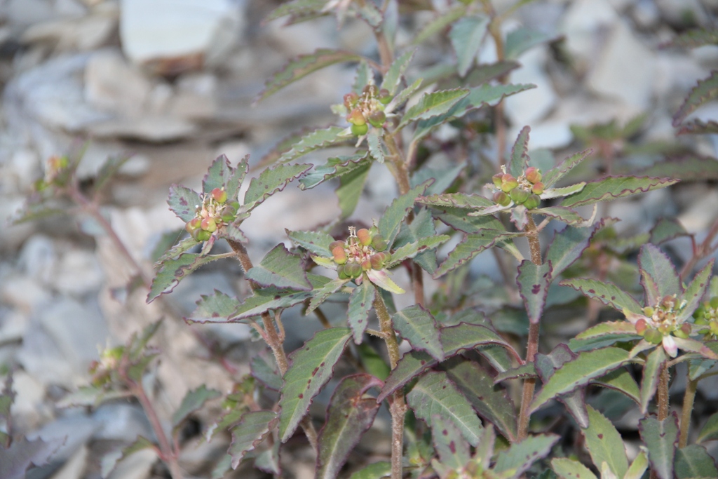 Image of Euphorbia davidii specimen.