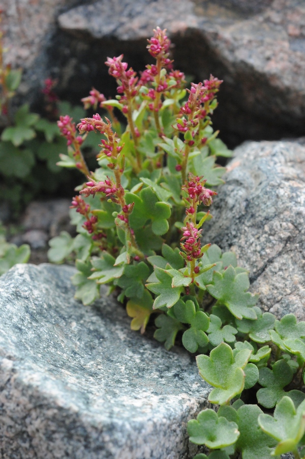 Image of Saxifraga cernua specimen.