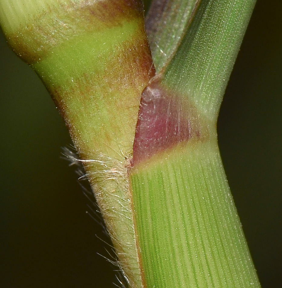Изображение особи Pennisetum setaceum.