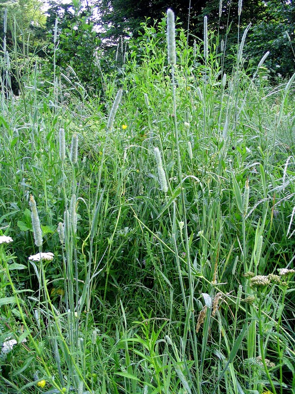 Изображение особи Phleum pratense.
