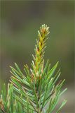 Pinus sylvestris. Побег. Карелия, восточный берег оз. Топозеро. 11.06.2013.