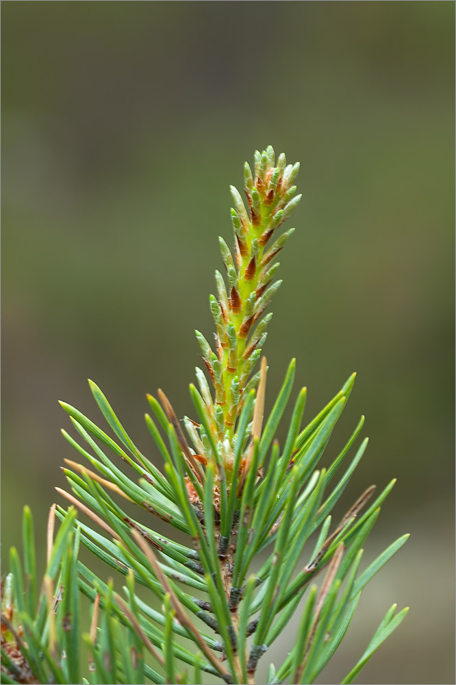 Image of Pinus sylvestris specimen.