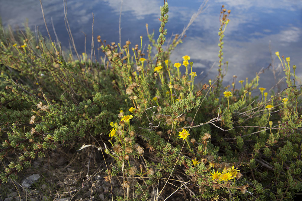 Изображение особи Limbarda crithmoides.