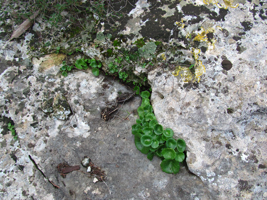 Image of Umbilicus intermedius specimen.