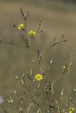 Lactuca serriola