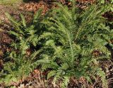 Polystichum setiferum. Спороносящие растения. Германия, г. Bad Lippspringe, Kaiser-Karls Park. 02.02.2014.