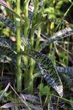 Dactylorhiza fuchsii. Прикорневые листья. Карельский перешеек, на обочине просеки газопровода к ЮЗ от пос. Дранишники. 07.07.2009.