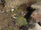 Utricularia dichotoma. Цветущие растения. Австралия, о. Тасмания, национальный парк \"Крэдл Маунтин\". 02.03.2009.