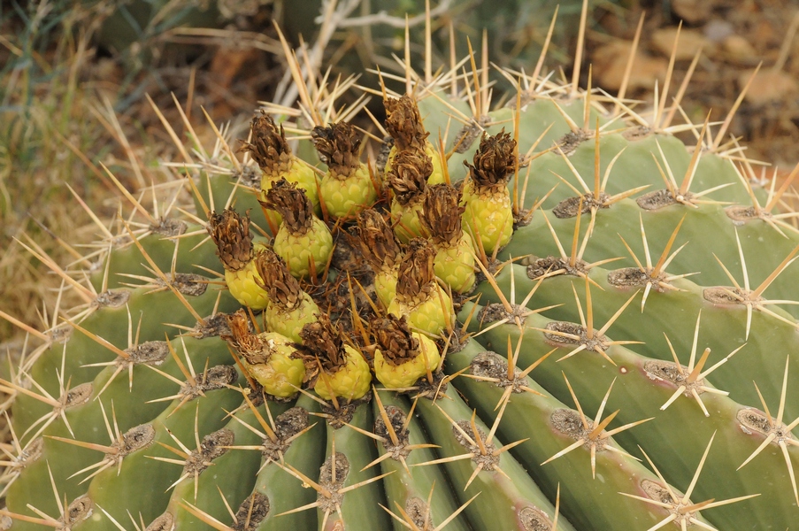 Изображение особи Ferocactus pottsii.