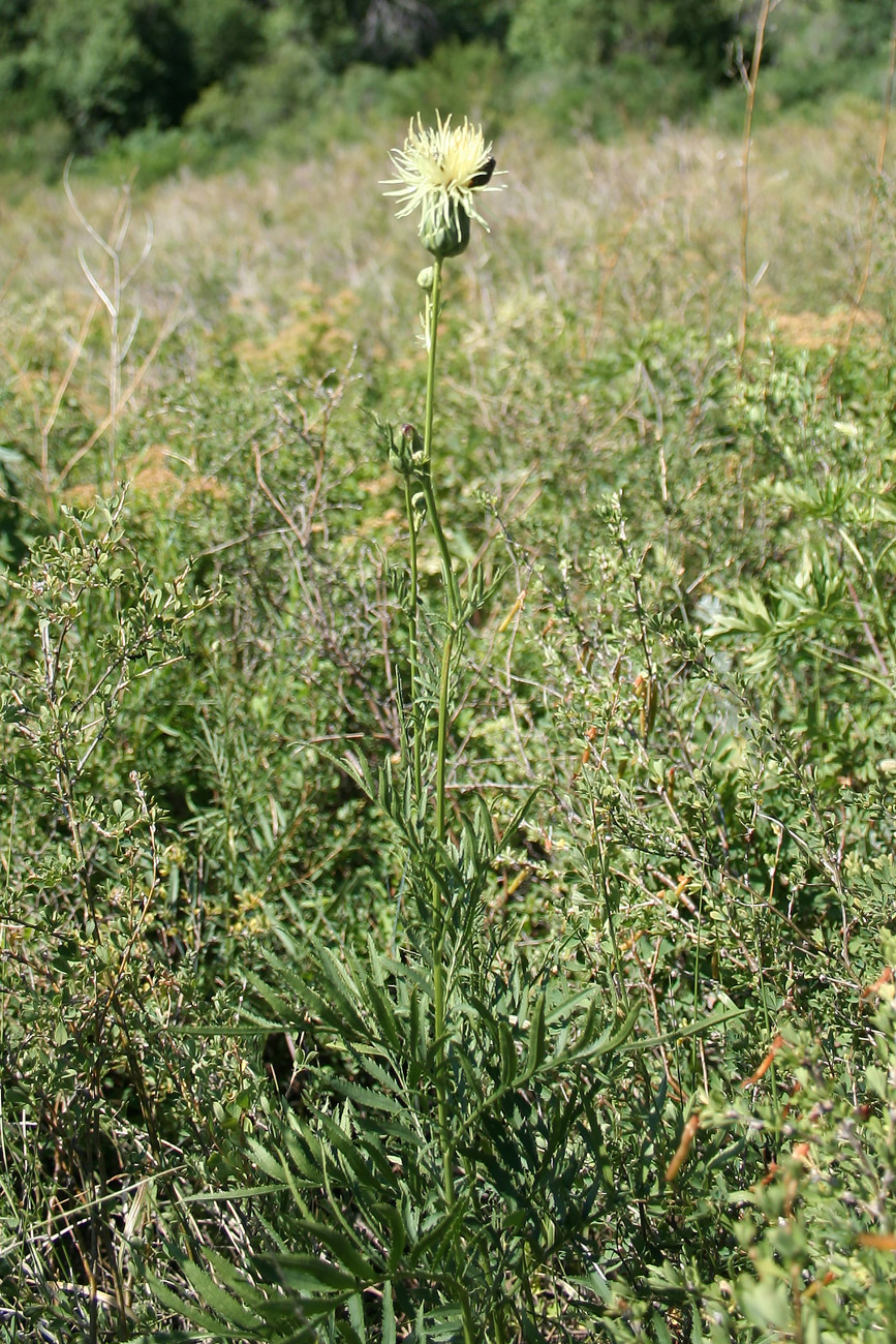 Изображение особи Rhaponticoides ruthenica.