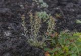 Artemisia furcata