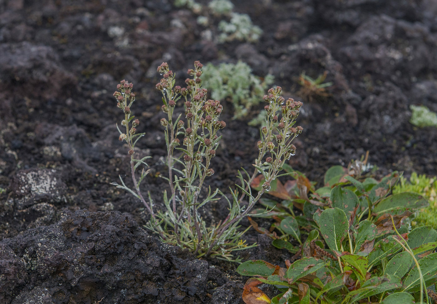 Изображение особи Artemisia furcata.