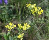 Erysimum canescens