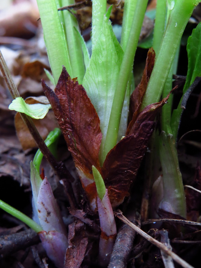 Image of Viola mirabilis specimen.