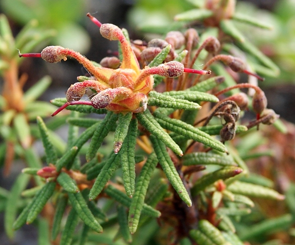 Image of Ledum decumbens specimen.