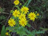 Senecio vernalis