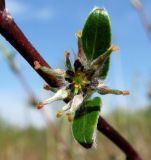 Salix rosmarinifolia