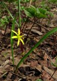 Gagea lutea