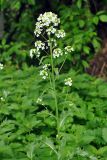 Armoracia rusticana