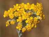 Achillea leptophylla. Соцветие. Ростовская обл., Неклиновский р-н, Николаевское с/п, балка. 13.06.2014.