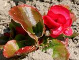 Begonia cucullata var. hookeri