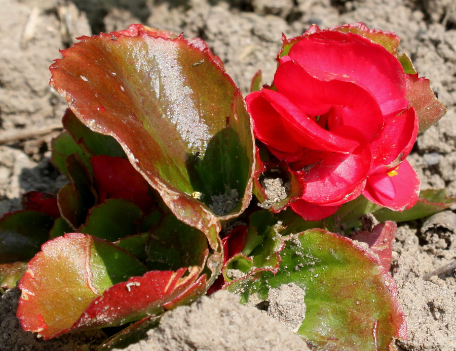 Изображение особи Begonia cucullata var. hookeri.