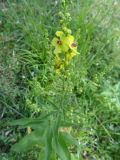 Verbascum marschallianum