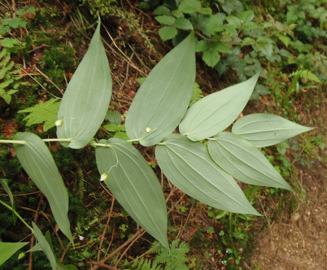 Изображение особи Streptopus amplexifolius.