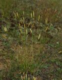 Anthoxanthum odoratum