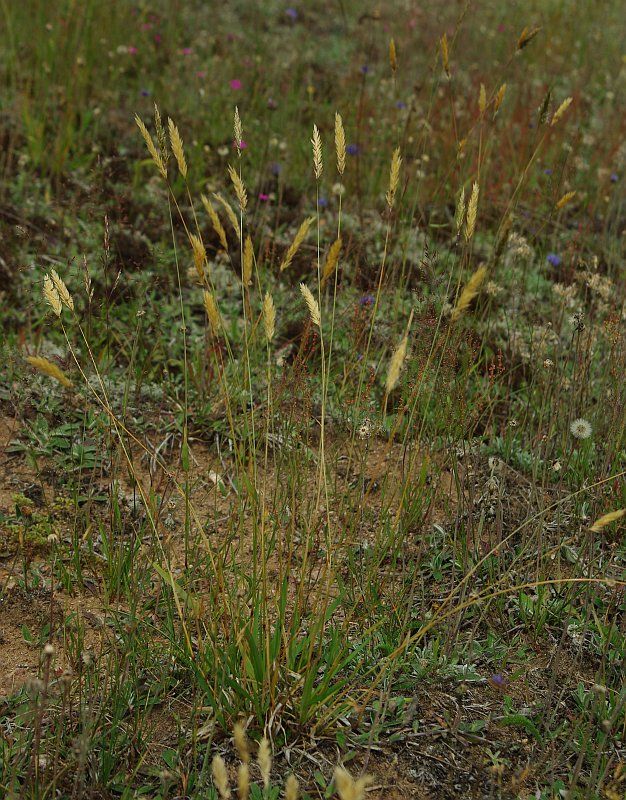 Изображение особи Anthoxanthum odoratum.