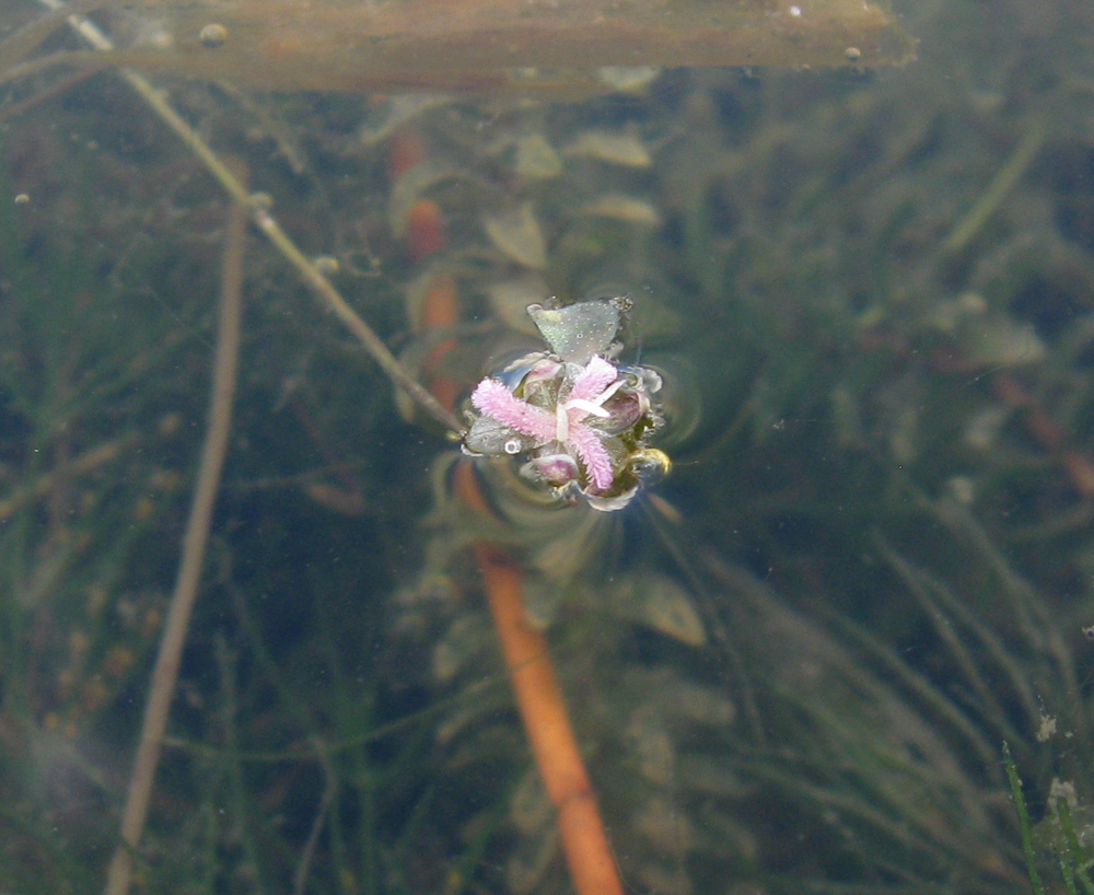 Image of Elodea canadensis specimen.