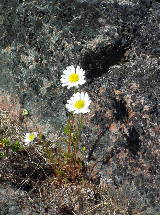 Image of Tripleurospermum subpolare specimen.