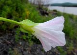 Calystegia hederacea