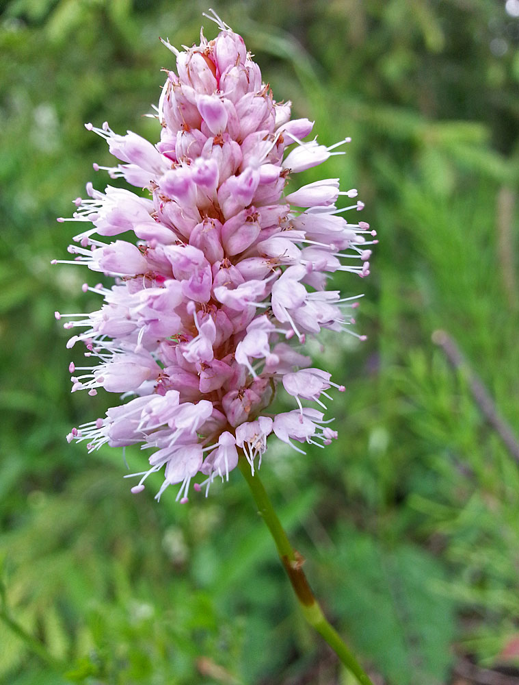 Изображение особи Bistorta officinalis.