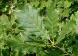 Quercus dshorochensis. Верхушка побега. Германия, г. Дюссельдорф, Ботанический сад университета. 03.06.2014.