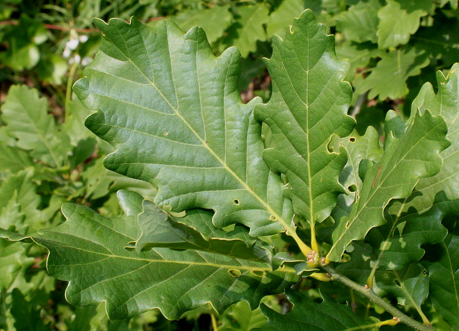 Изображение особи Quercus dshorochensis.