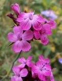 Dianthus andrzejowskianus