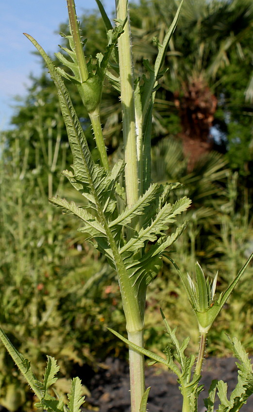 Изображение особи Dipsacus laciniatus.