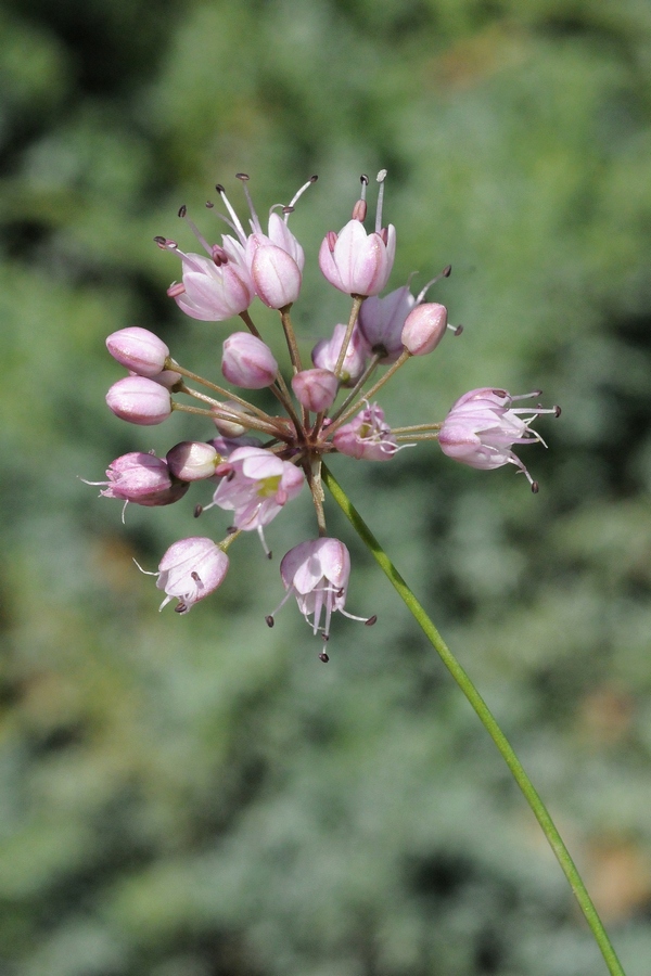 Image of Allium gunibicum specimen.